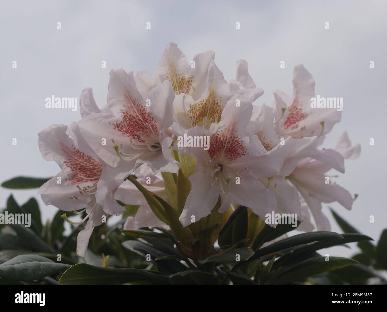 Il rododendro bianco fiorisce contro la luce Foto Stock