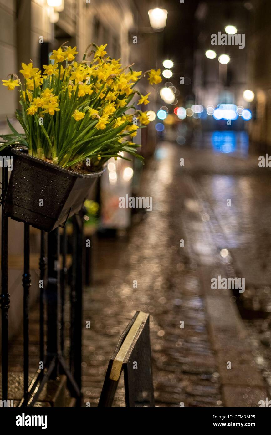 Helsinki / Finlandia - 25 APRILE 2021: Una closeup di una scatola di fiori con giallo Carolina Jessamine appeso su una ringhiera contro il backgroun vicolo città piovoso Foto Stock