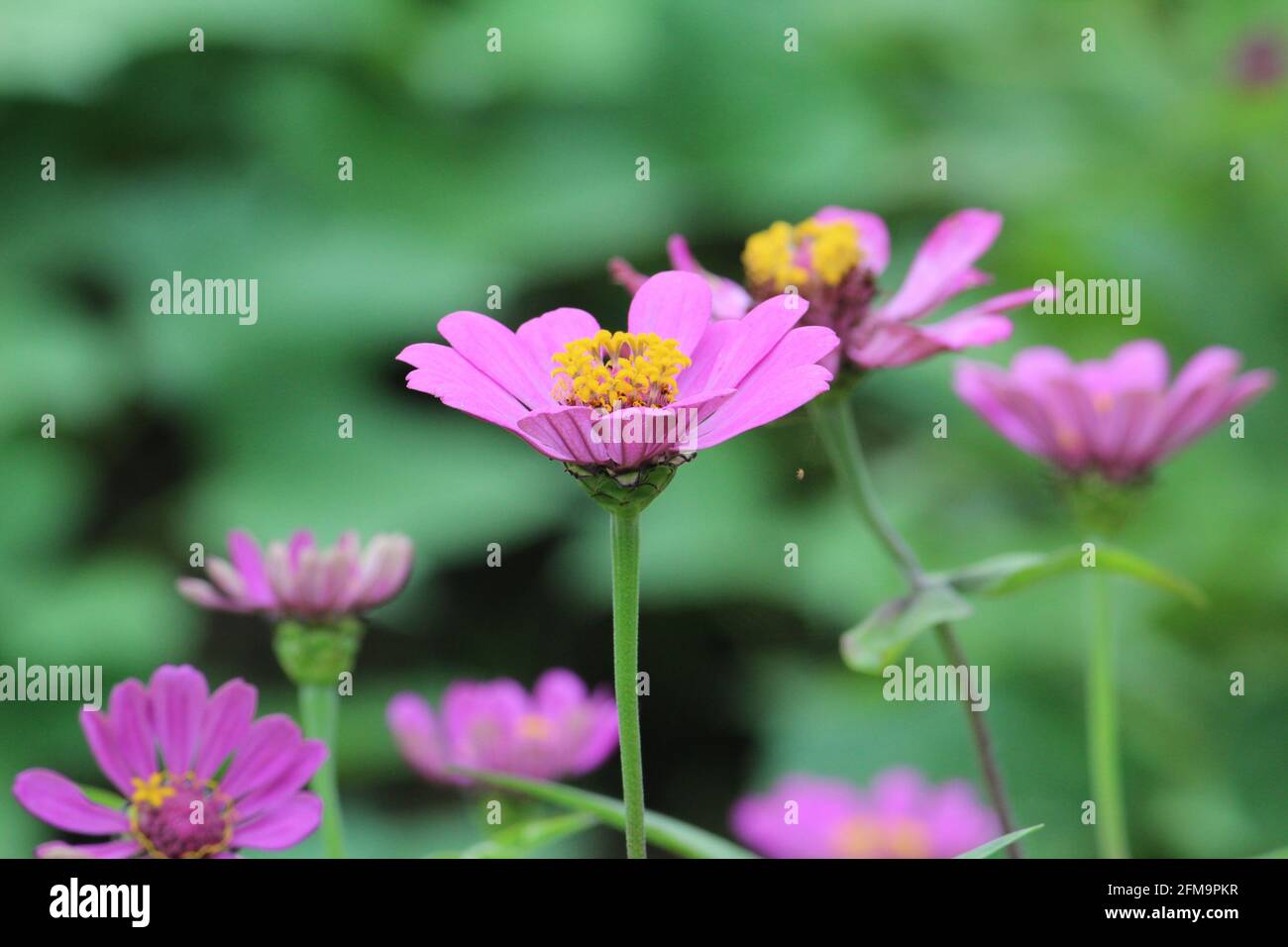 Fuoco selezionato di un giardino cosmo fiore con rosa petali Foto Stock