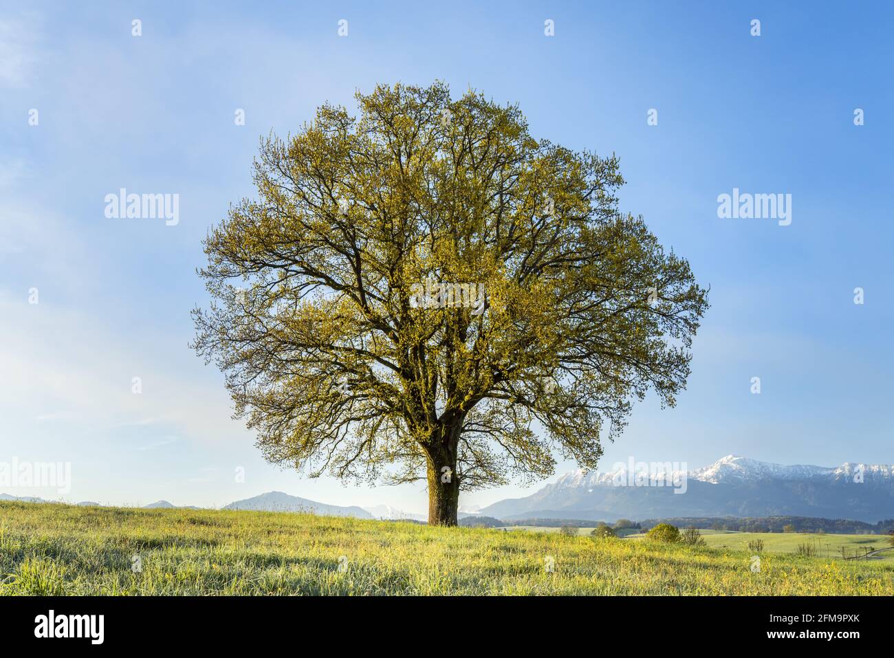 Quercia Foto Stock