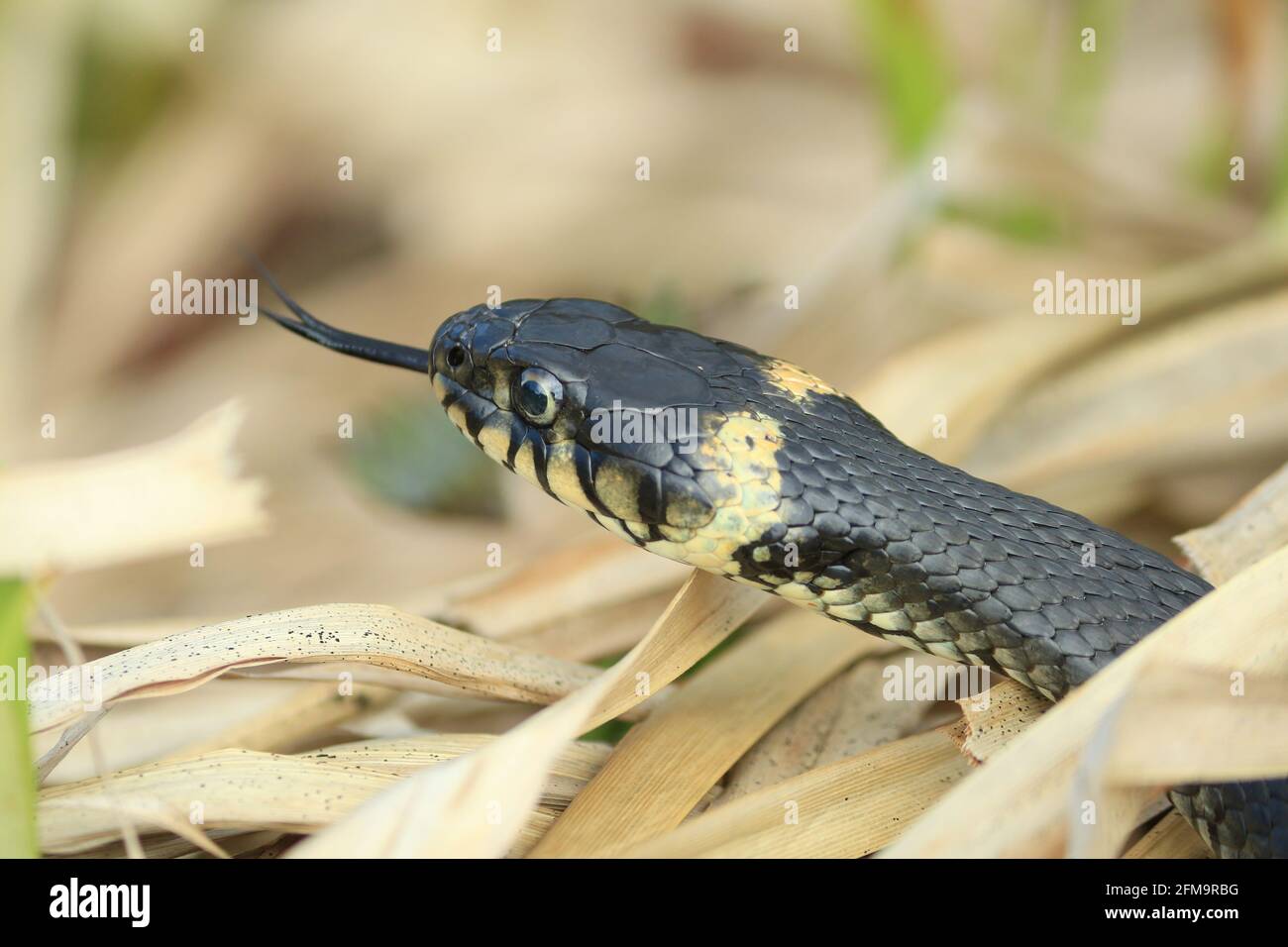 La testa di un serpente d'erba con un occhio giallo e macchie gialle sul modello della pelle. Natrix natrix nell'erba secca. Vista laterale. Primo piano. Foto Stock