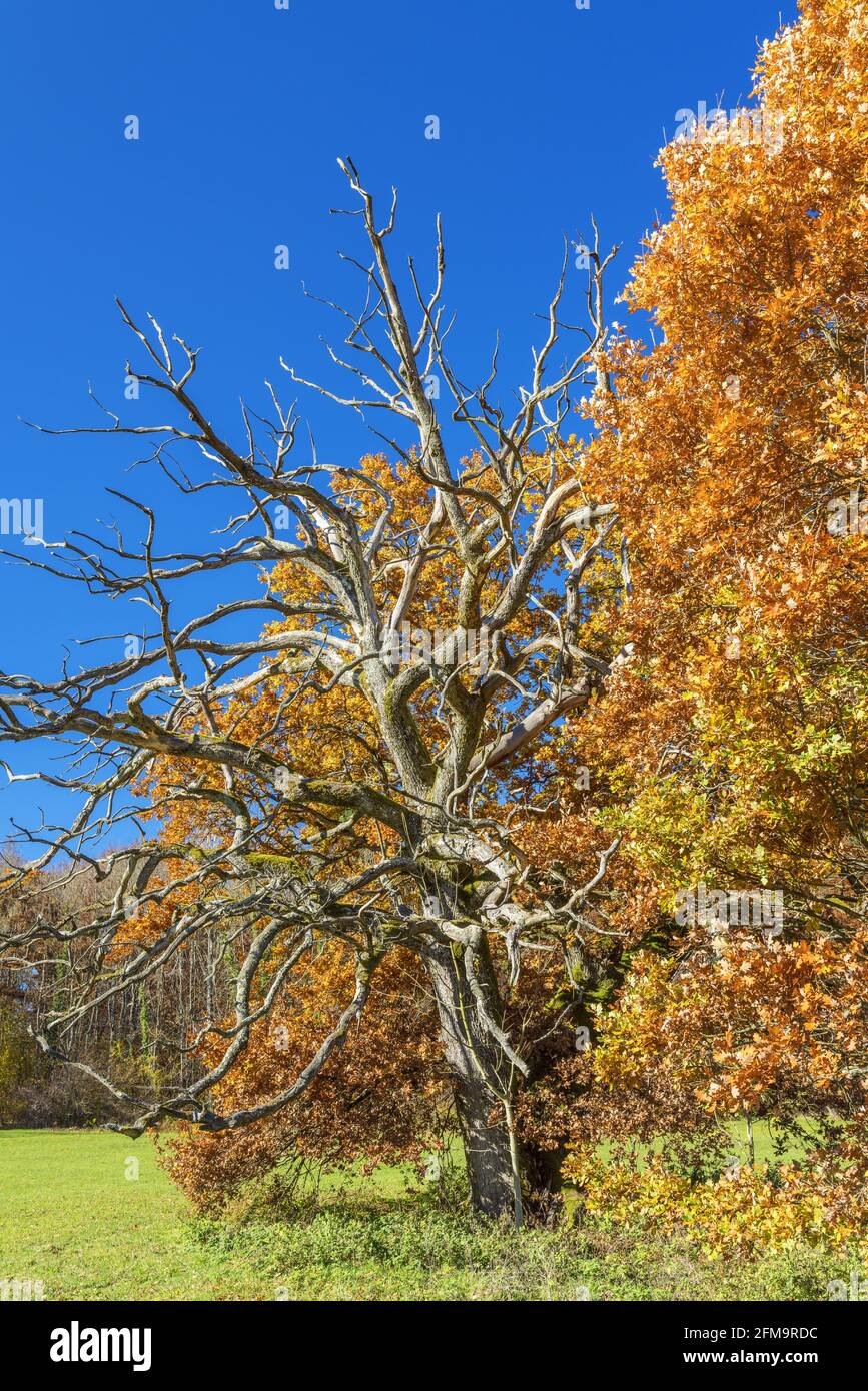 Quercia nel Parco Bernrieder, Bernried, alta Baviera, Baviera, Germania meridionale, Germania, Europa Foto Stock