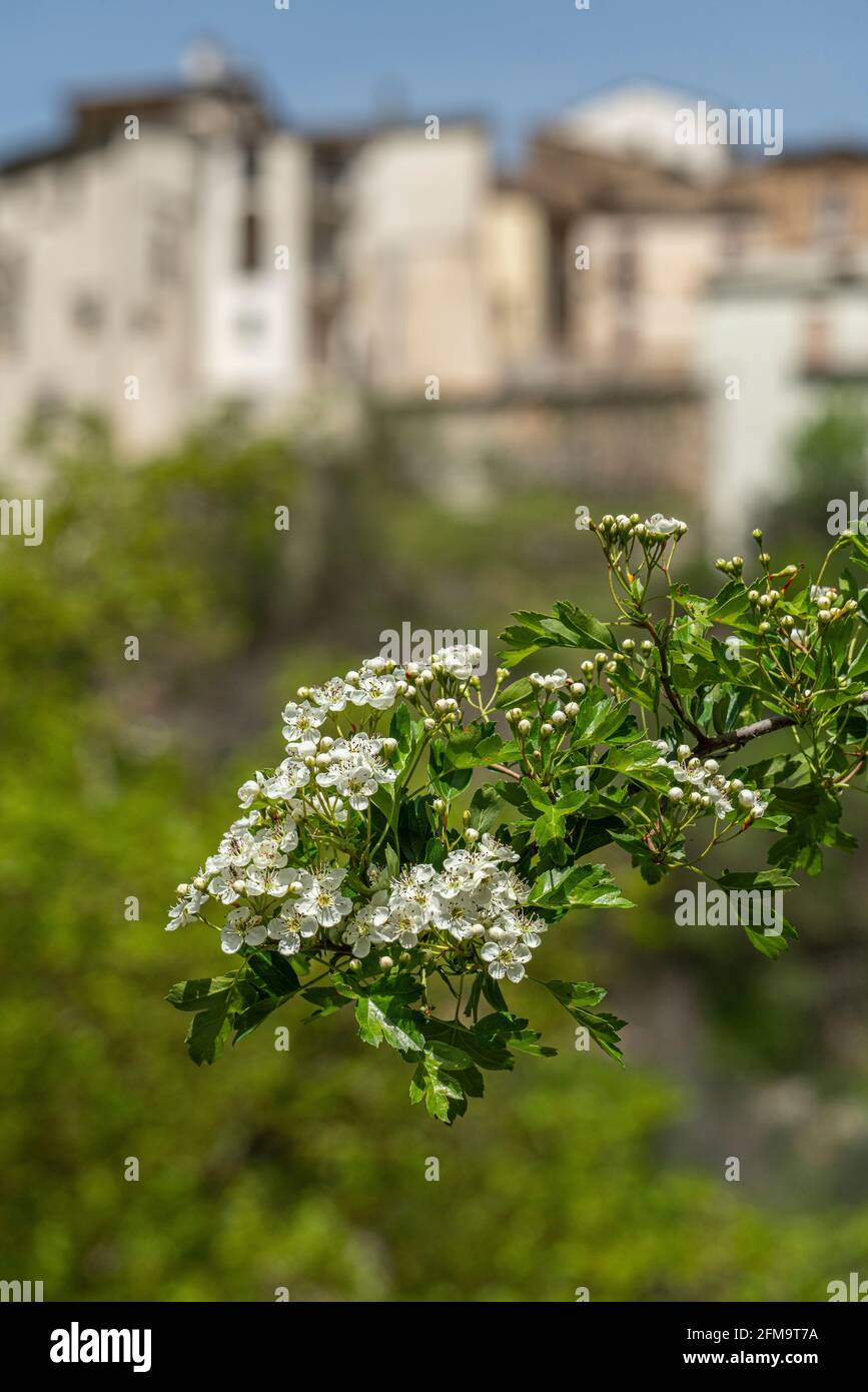 Il biancospino comune, Crataegus monogyna Jacq, è un arbusto ritorto e spinoso della famiglia delle Rosaceae. Fonti di Cavuto, Abruzzo, Italia, Europa Foto Stock