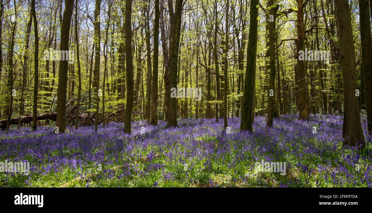 Bluebell boschi al sole con ombre degli alberi tra i bluebells Foto Stock