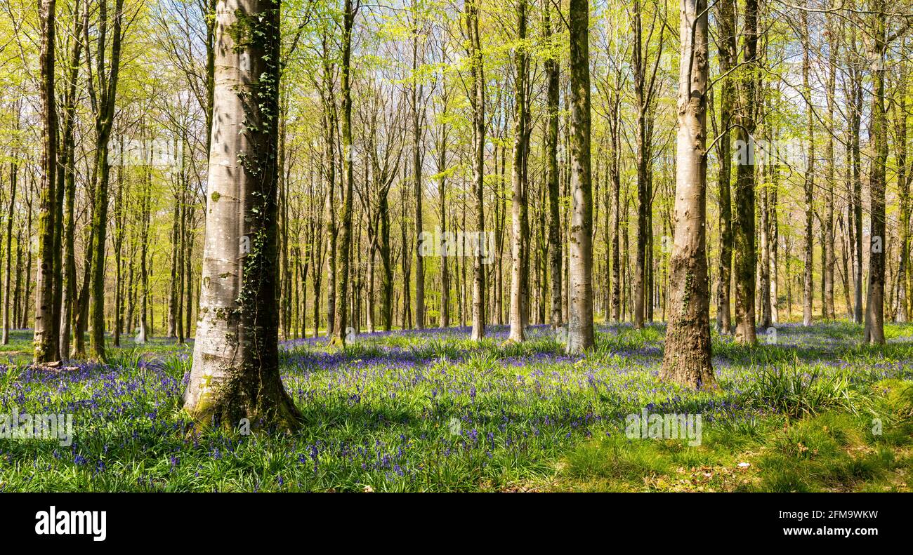 Il sole tramonta attraverso un grumo di faggi Dorset che illumina un tappeto di bluebells Foto Stock