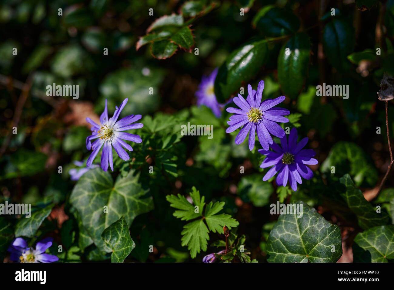 Porpora fioritura Anemone blanda blu sfumature tra edera nella sottobosco. Foto Stock