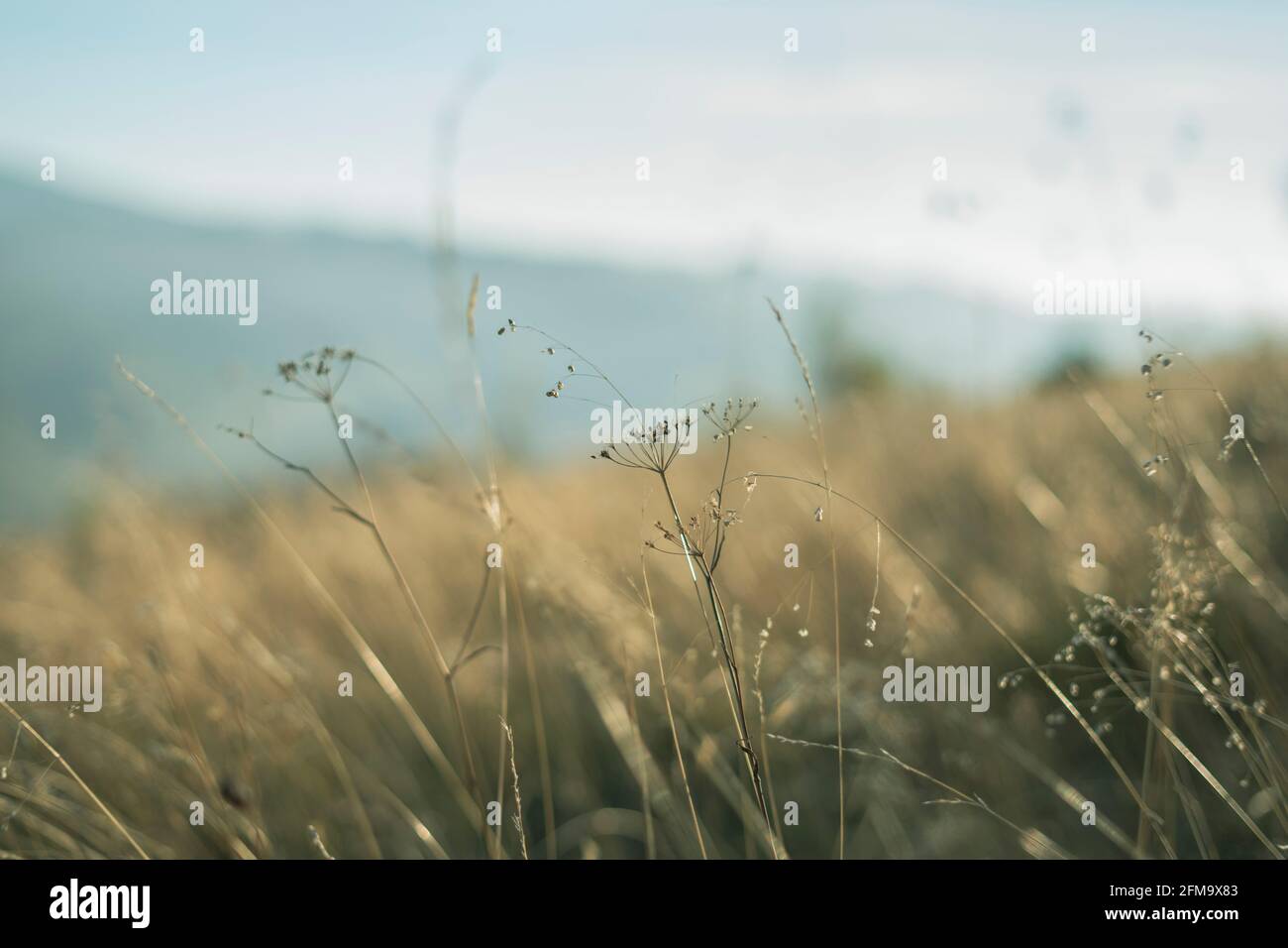 Fiori prato nella luce autunnale Foto Stock