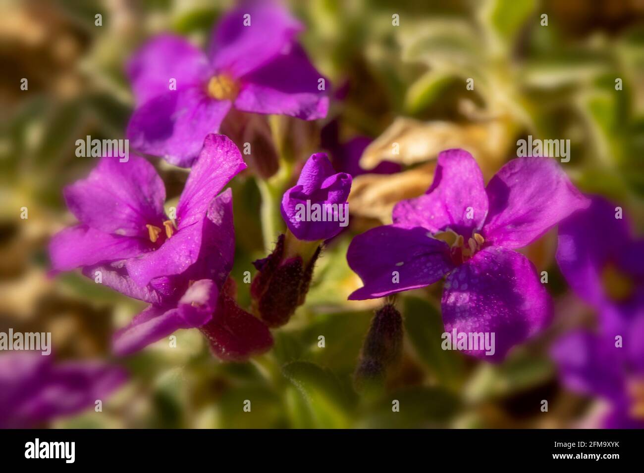 Aubrieta – dr. Mules variegate, fiorendo nel luminoso sole primaverile Foto Stock