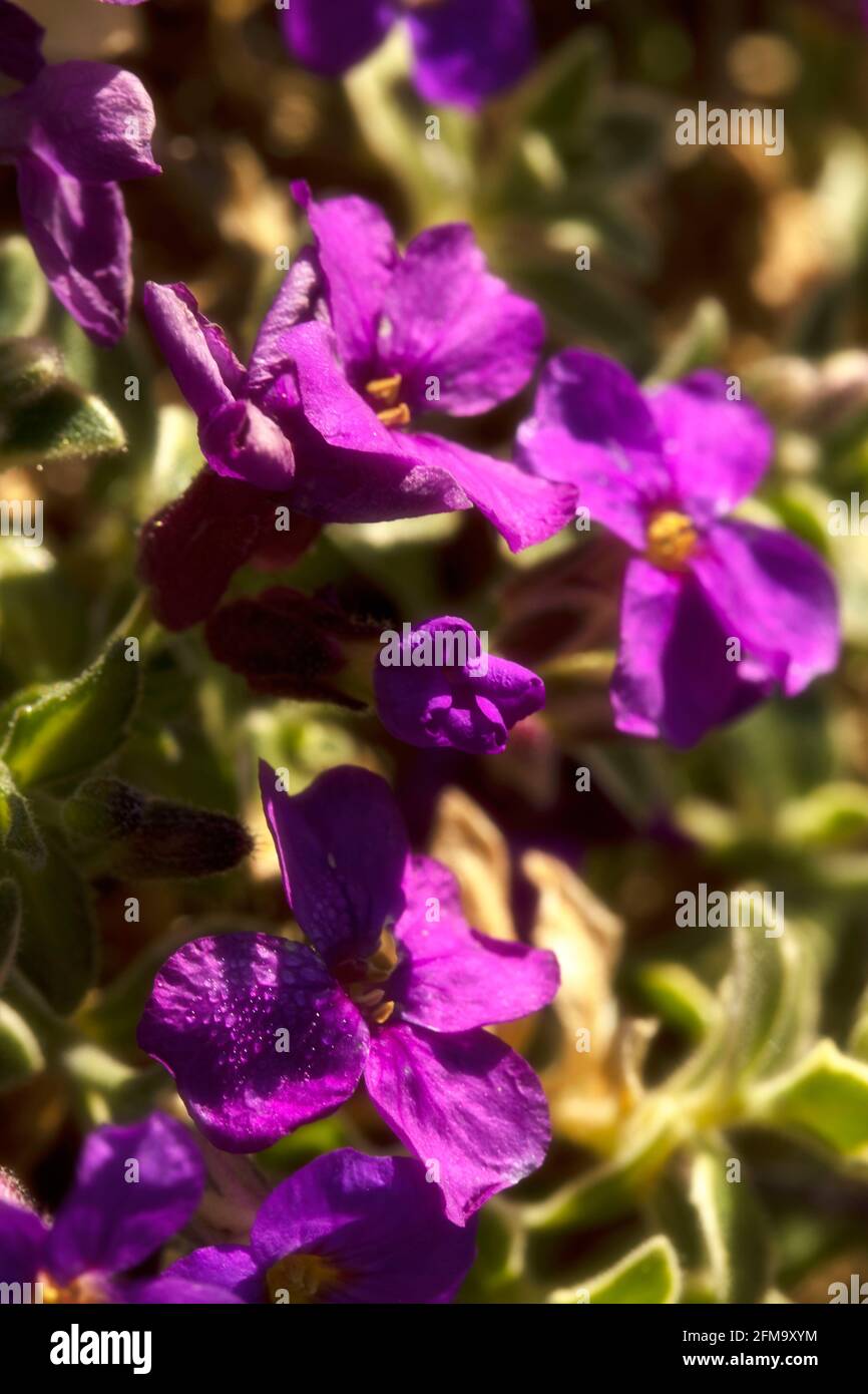 Aubrieta – dr. Mules variegate, fiorendo nel luminoso sole primaverile Foto Stock