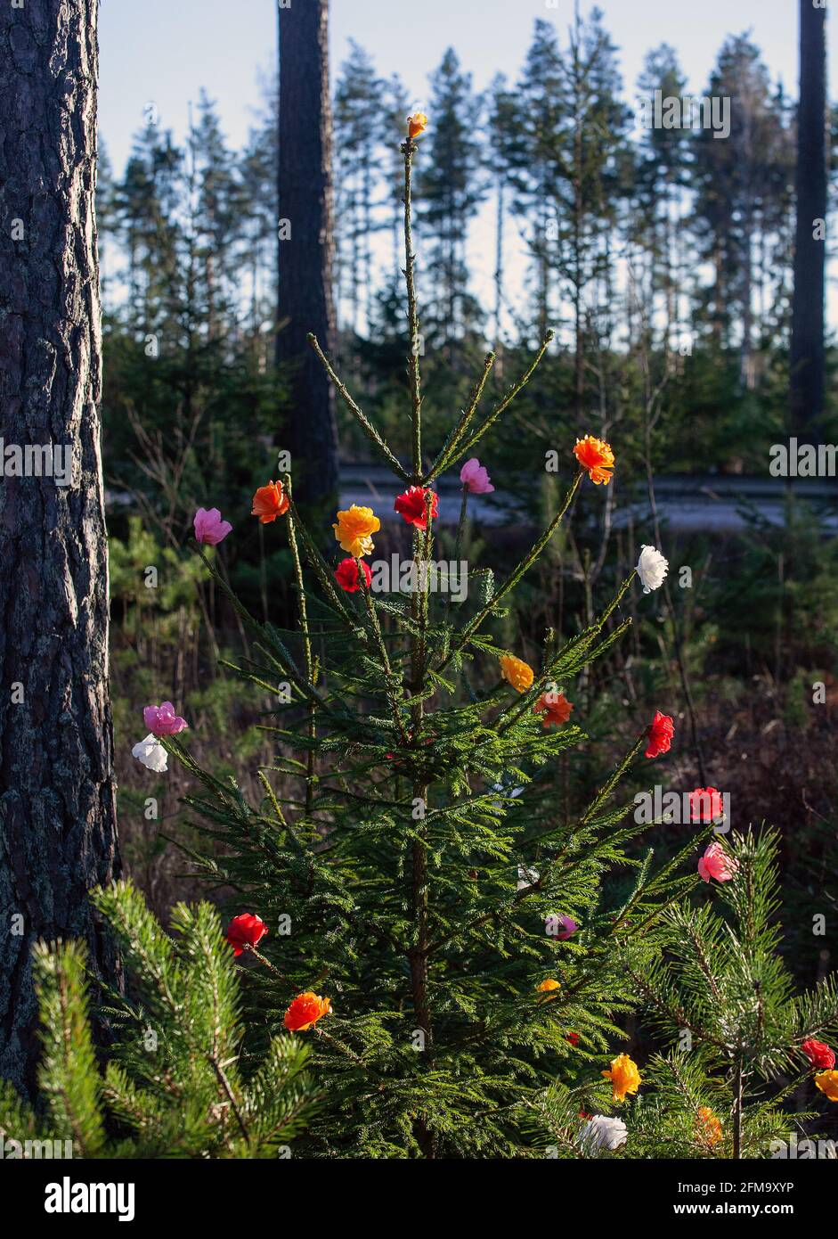 Fiori di Origami in legno di abete rosso Foto Stock