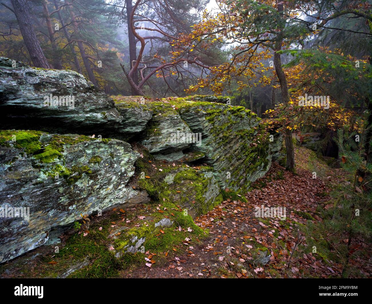 Europa, Germania, Assia, Parco Naturale di Lahn-Dill-Bergland, Gladenbach, Scogliere di ardesia sul boschetto, 'Hinterland Svizzera', autunno Foto Stock