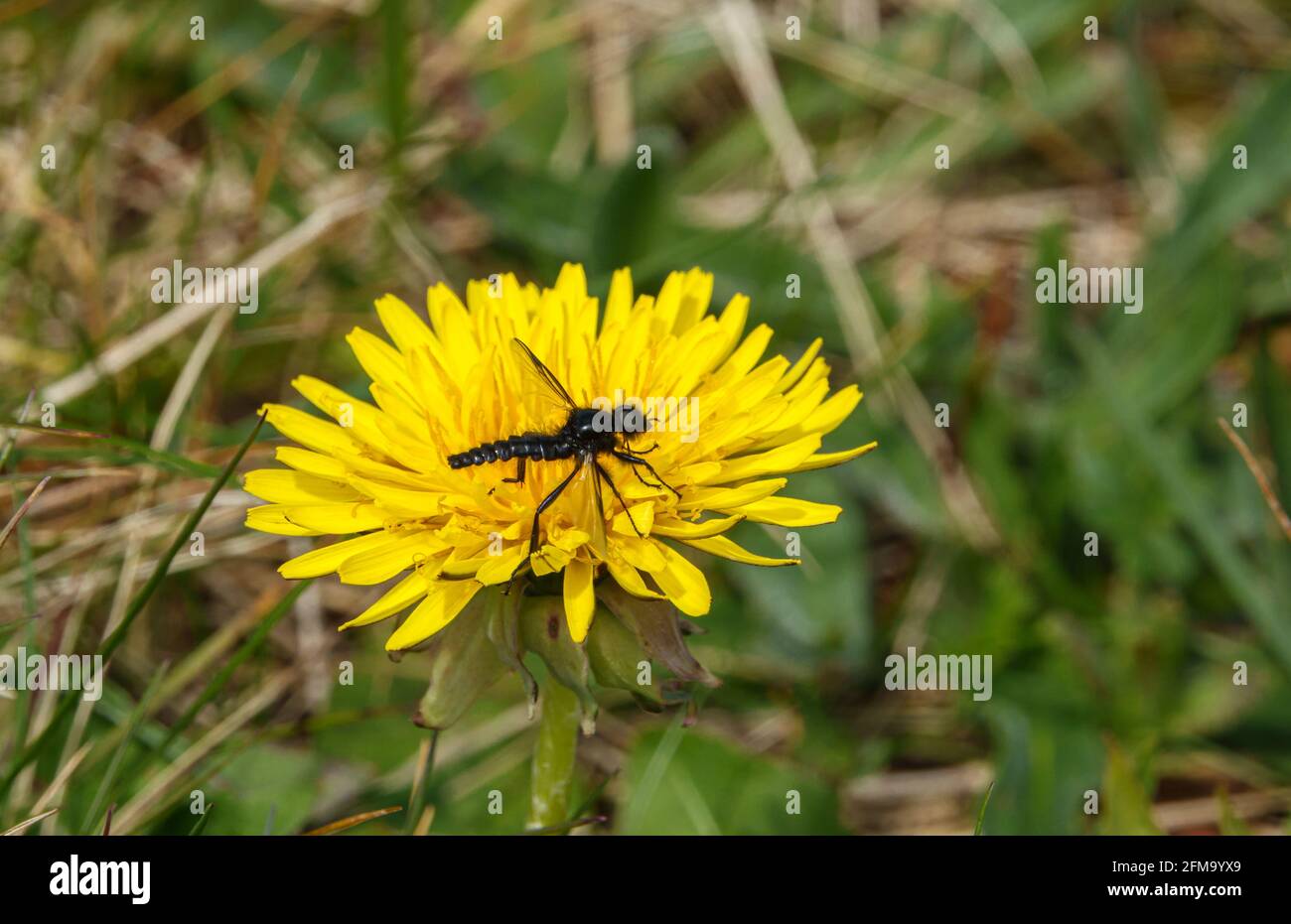 Closeup macro di un San Marco Flies su un luminoso fiore giallo del dente di leone in fiore Foto Stock