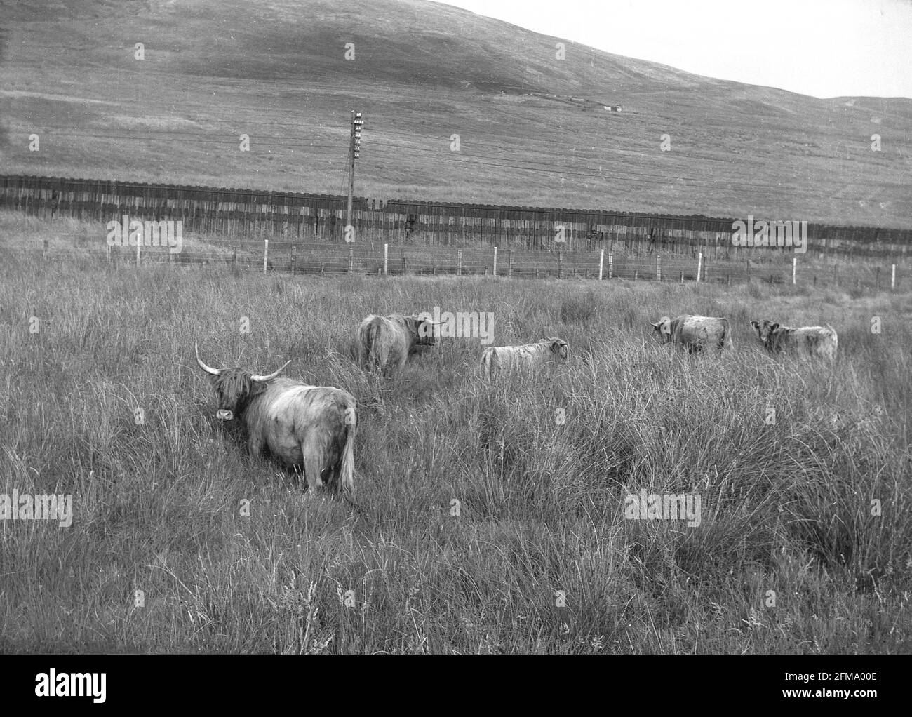 1956, bestiame storico, haltland in un campo, con erba lunga, le Highlands, Scozia, Regno Unito. Foto Stock