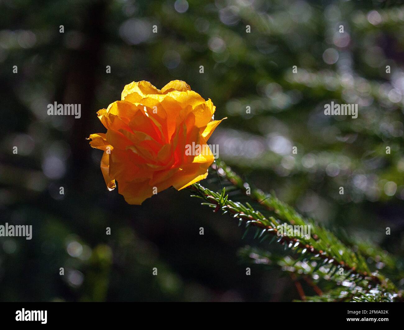 Fiori di Origami in legno di abete rosso Foto Stock