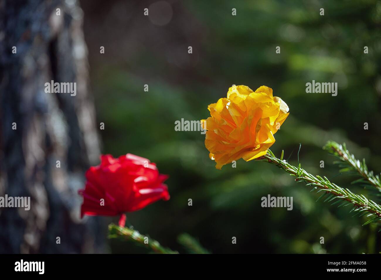 Fiori di Origami in legno di abete rosso Foto Stock