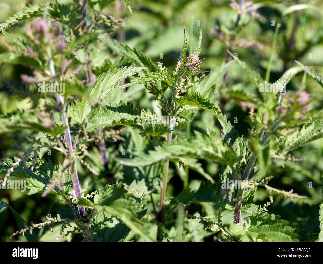 Ortica come pianta medicinale: Bollitori con semi di ortica Foto Stock