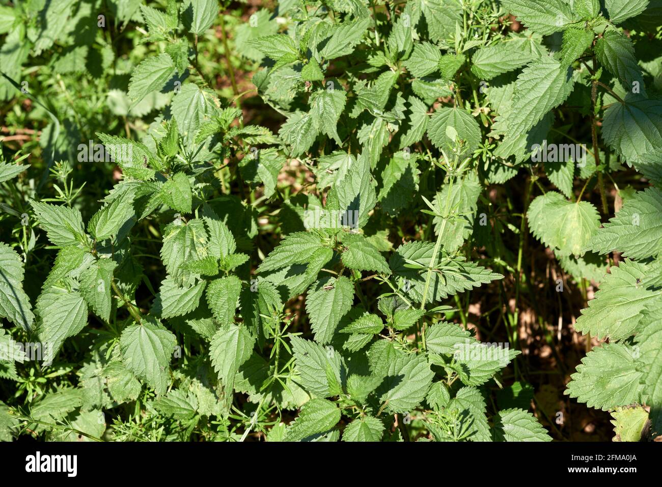 Ortica come pianta medicinale: Un gruppo di nettle Foto Stock