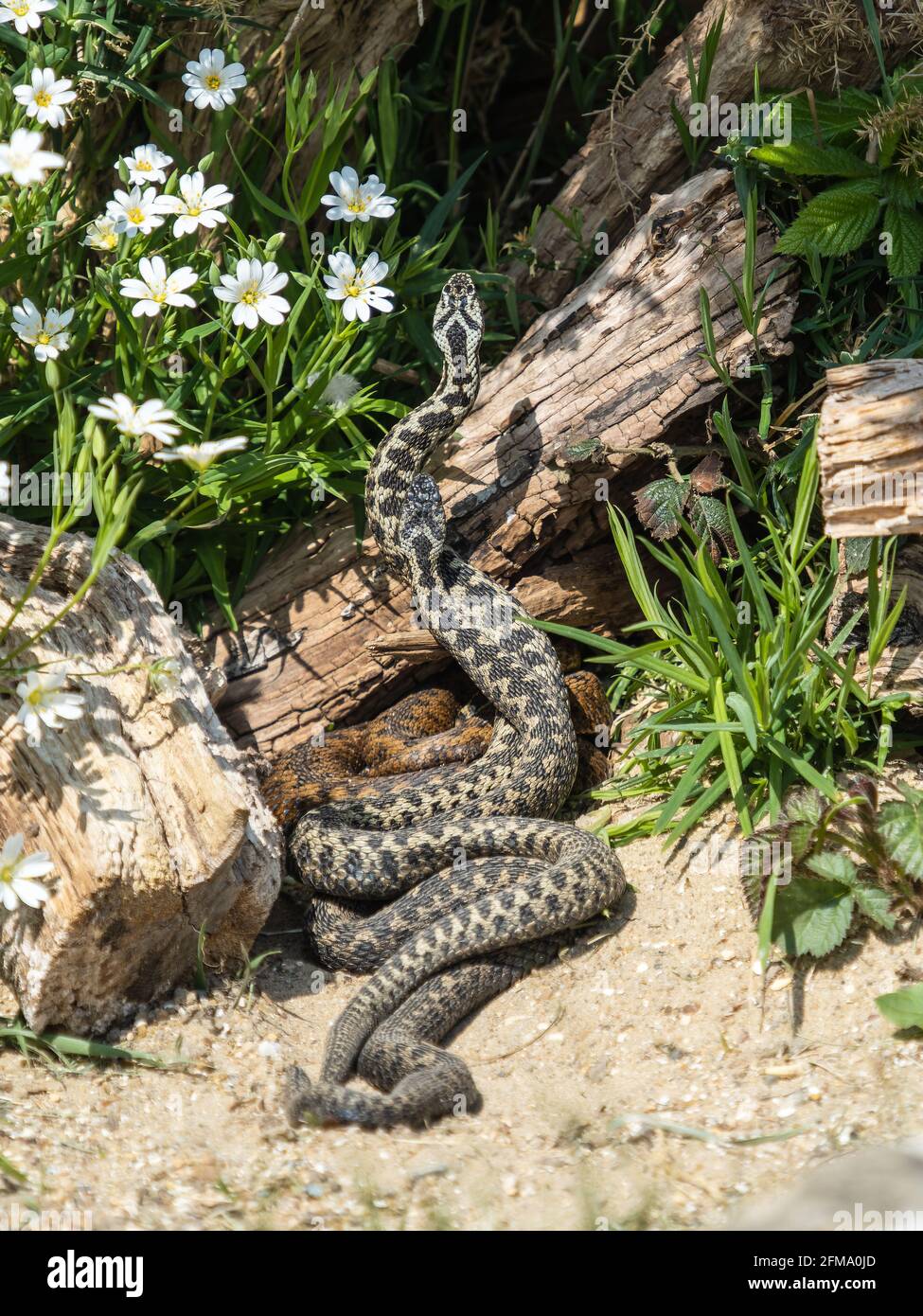 Adder Dance. Scala maschile Dacing / combattimenti per Dominace Foto Stock