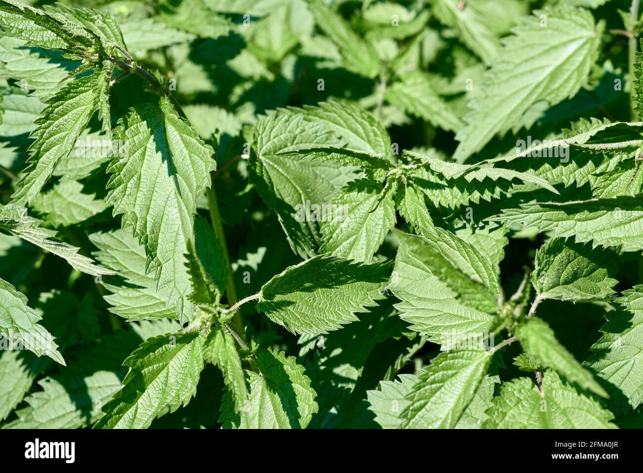 Ortica come pianta medicinale: Primo piano di nettle Foto Stock