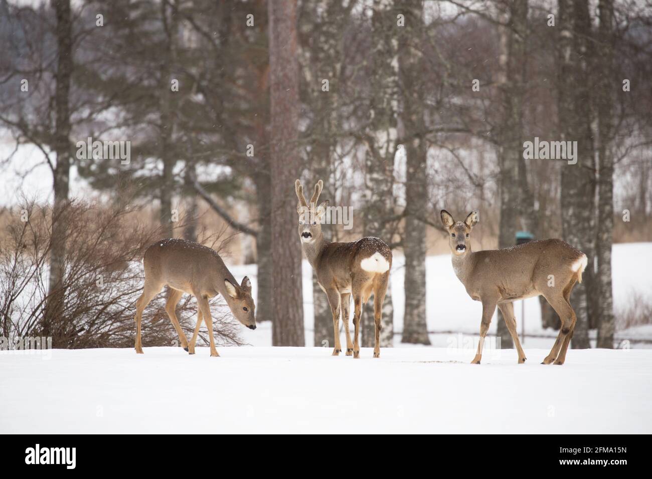 Roe Deers, Capreolus capreolus, buck e due donne, giardino, inverno, Finlandia Foto Stock