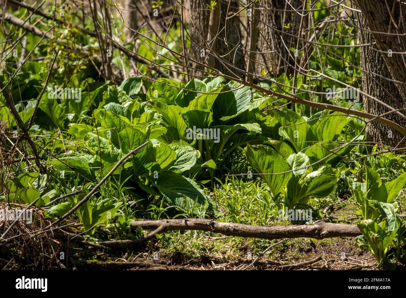 Il cavolo di Skunk (Symplocarpus foetidus) è una delle prime piante autoctone a crescere e fiorire all'inizio della primavera nel Wisconsin. Foto Stock