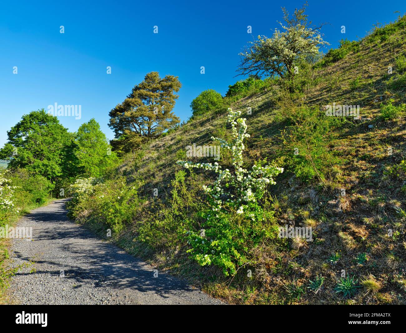 Europa, Germania, Assia, Assia centrale, distretto di Marburg-Biedenkopf, Bacino di Amöneburg, montagna vulcanica di Amöneburg, riserva naturale con pascoli poveri sul versante occidentale Foto Stock