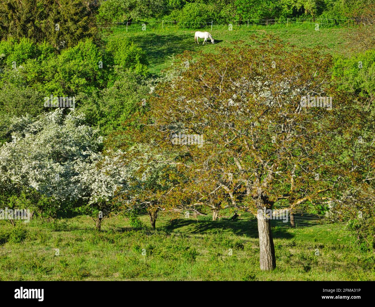 Europa, Germania, Assia, Assia centrale, distretto di Marburg-Biedenkopf, Bacino di Amöneburg, montagna vulcanica di Amöneburg, riserva naturale con pascoli poveri sul versante occidentale Foto Stock