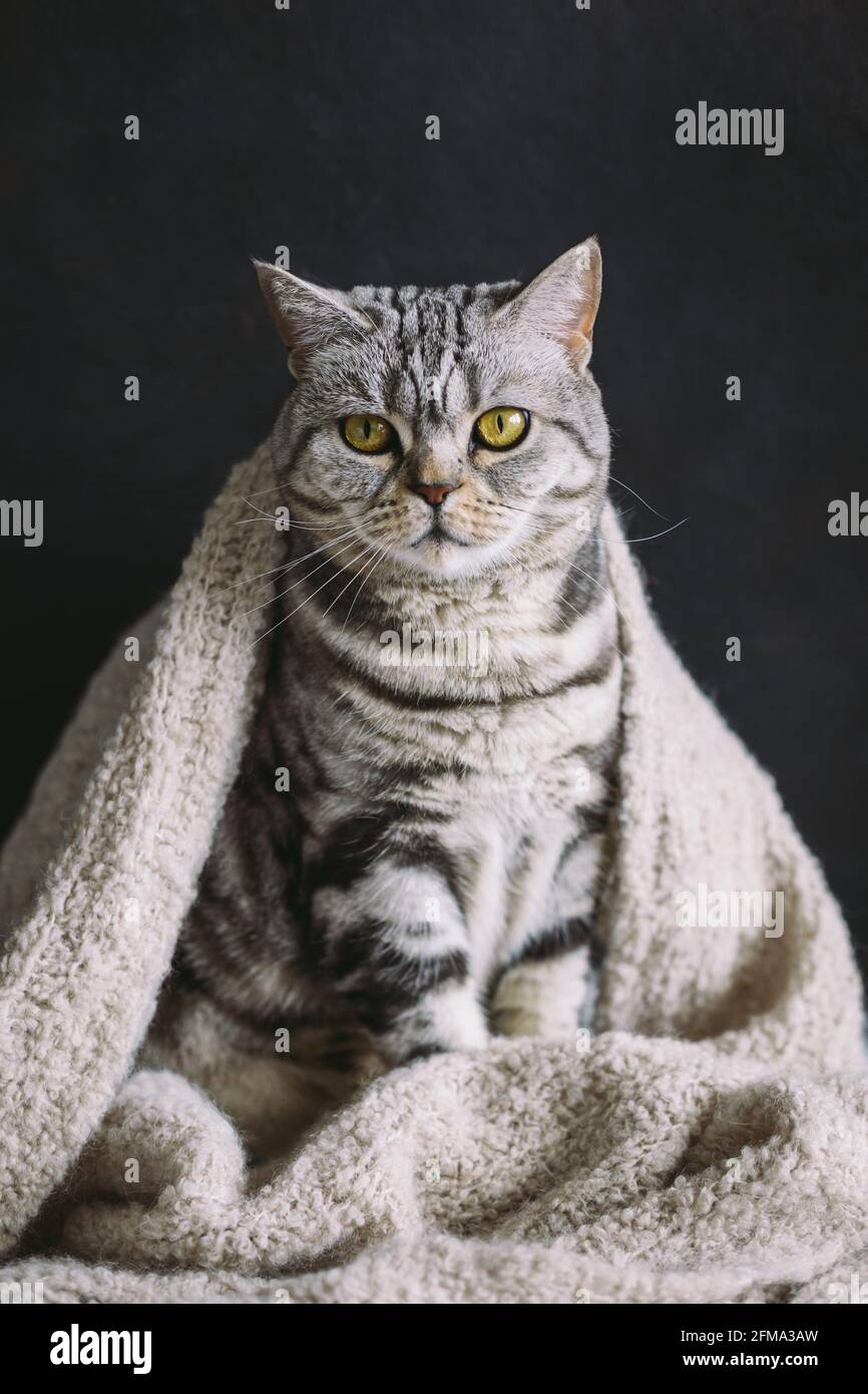 Gatto divertente (razza scozzese diritta) in una sciarpa a maglia calda. Tabby gatto grigio. Foto Stock