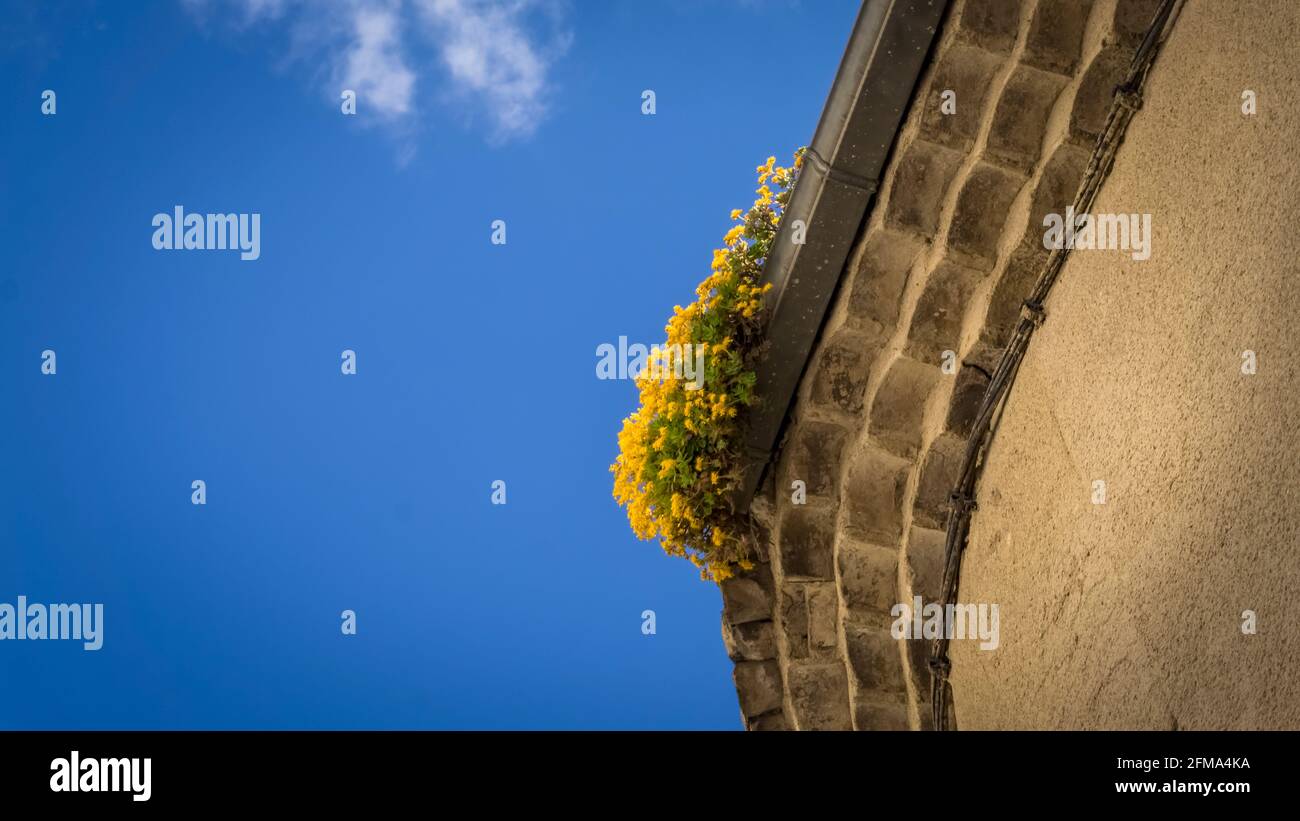 Aeonio giallo su gronda a Saint Thibéry. Foto Stock