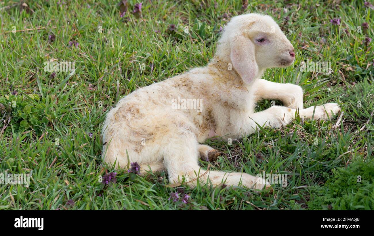 Un agnello neonato giace in un prato, agnello pasquale, pecora merino Foto Stock