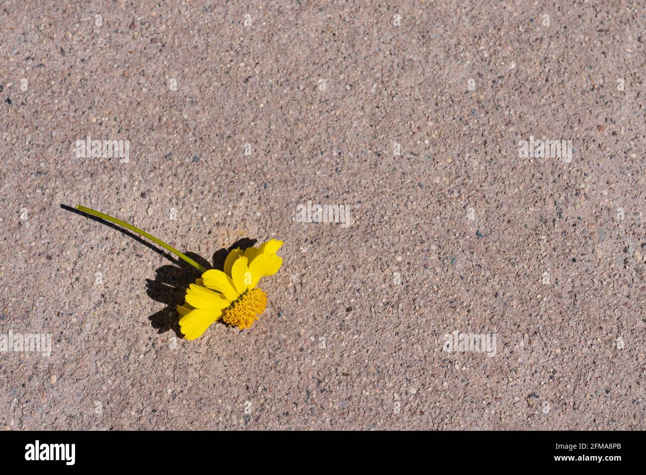 il fiore giallo raccolto è caduto sul marciapiede in luce solare intensa per il concetto di amore perduto e tristezza Foto Stock