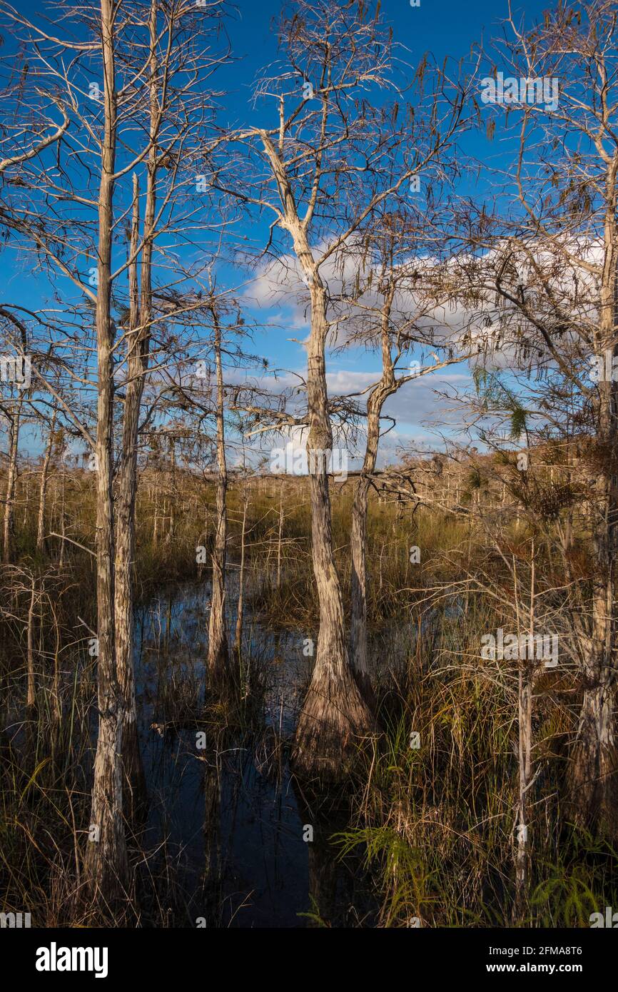 Nana bosco di cipressi. Il parco nazionale delle Everglades. Florida. Stati Uniti d'America Foto Stock
