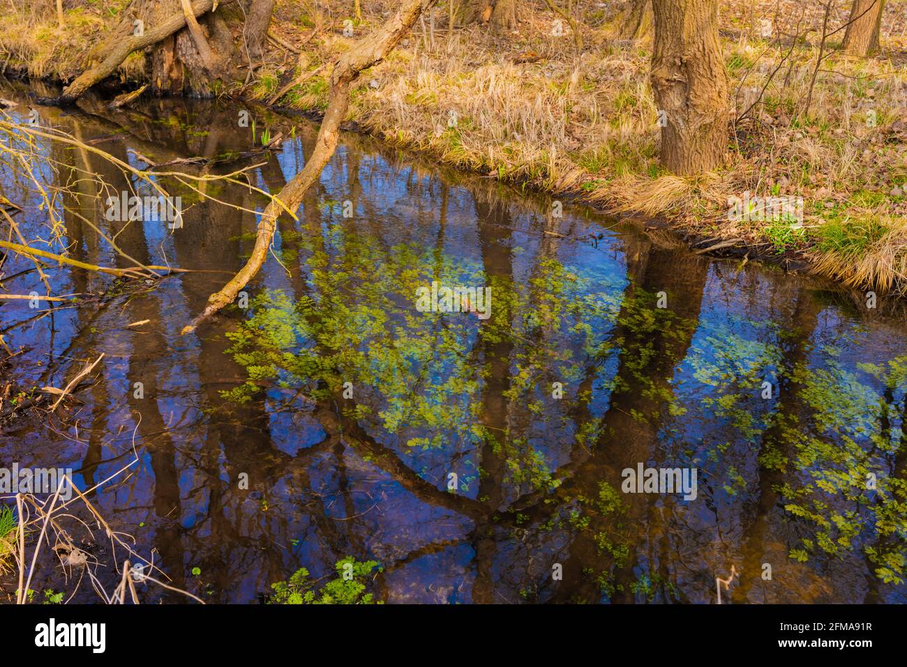 Il piccolo fiume Eiserbach nello stato del Brandeburgo in Germania in primavera, rami rotti si trovano in acqua Foto Stock