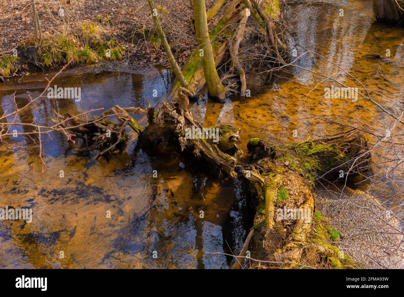 Il piccolo fiume Eiserbach nello stato del Brandeburgo in Germania in primavera Foto Stock