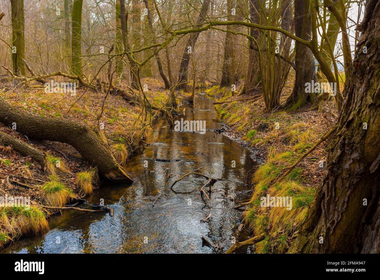 Il piccolo fiume Eiserbach nello stato del Brandeburgo in Germania in primavera Foto Stock