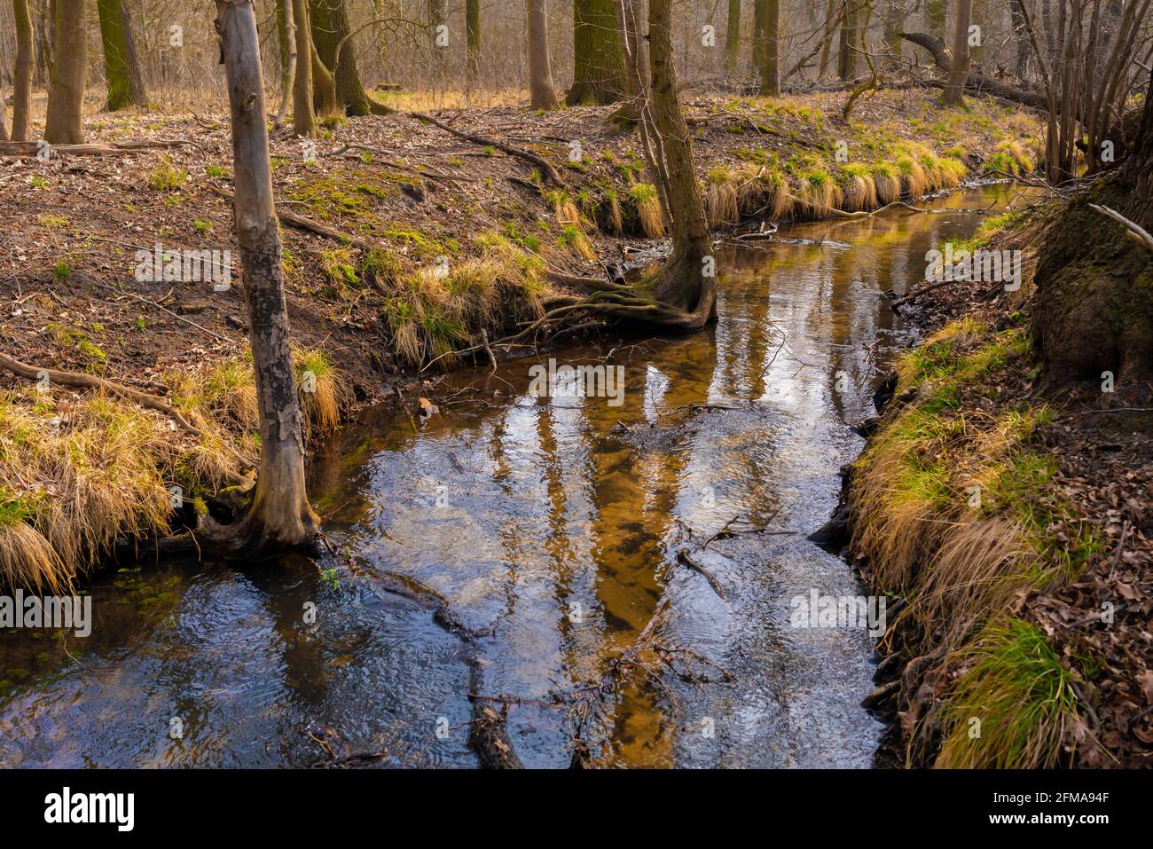 Il piccolo fiume Eiserbach nello stato del Brandeburgo in Germania in primavera Foto Stock