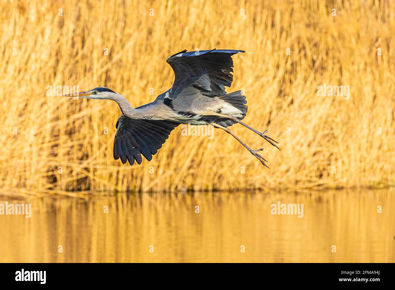 Vienna, airone grigio volante (Ardea cinerea), lago, canna, parco Wasserpark nel 21. Floridsdorf, Vienna, Österreich Foto Stock