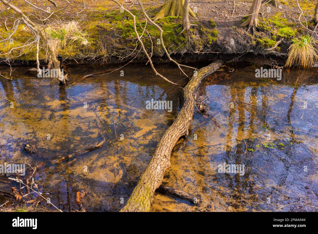 Il piccolo fiume Eiserbach nello stato del Brandeburgo in Germania in primavera, tronco di albero morto si trova attraverso il fiume Foto Stock