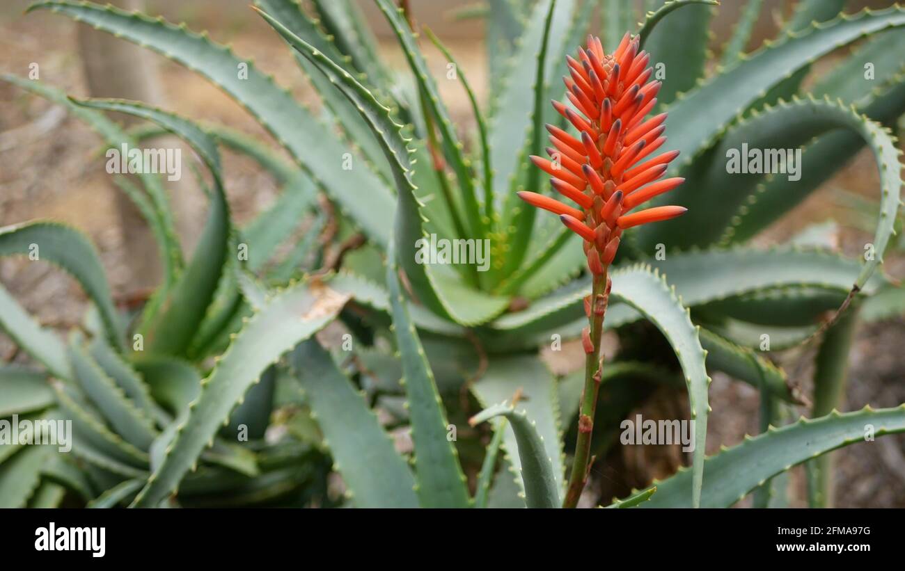 Aloe fiore rosso pianta succulente, California USA. Flora del deserto, clima arido botanico naturale primo piano sullo sfondo. Vivace fioritura succosa di Aloe vera. Giardinaggio in America, cresce con cactus e agave. Foto Stock