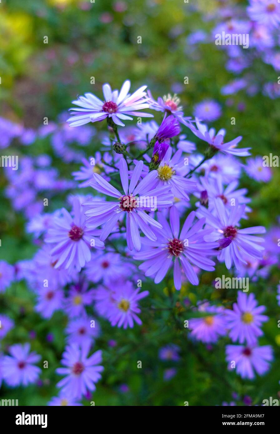 "Blauschleier" (Aster laevis) Foto Stock