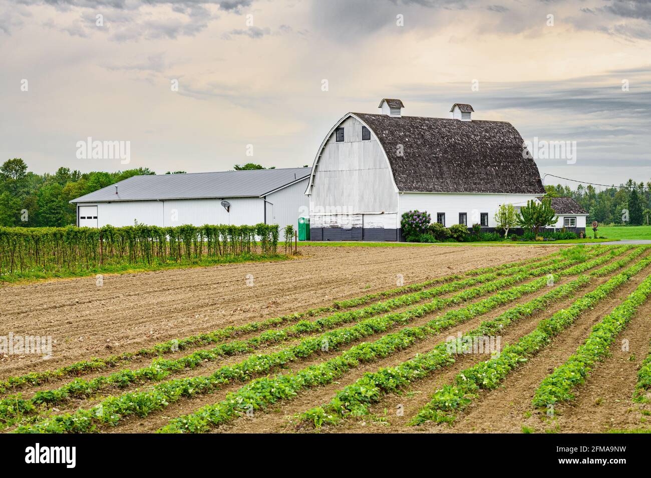 Monroe, WA, USA - 06 maggio 2021; UN fienile di legno bianco con tetto tradizionale si erge dietro un campo di file di fragole Foto Stock