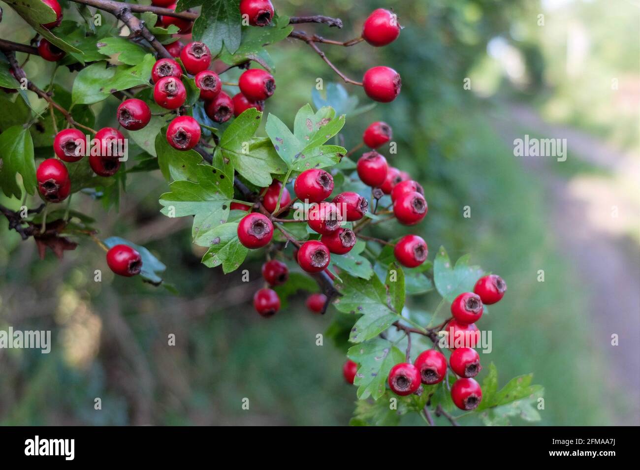 Biancospino singolo (Crataegus monogyna) con frutti rossi Foto Stock
