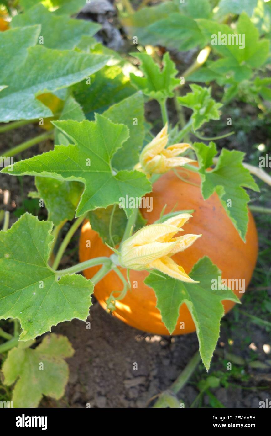 Zucca rossa (Cucurbita maxima) con fiore nel cerotto vegetale Foto Stock