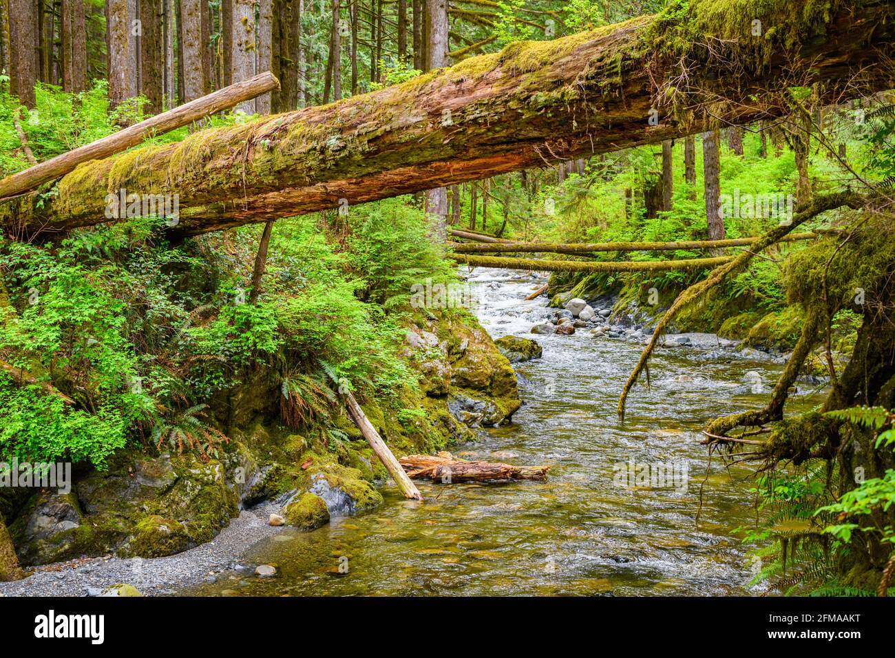 Fallen Tree offre un precario passaggio pedonale su Olney Creek nello stato di Washington. Il fiume scorre attraverso una lussureggiante gola verde Foto Stock