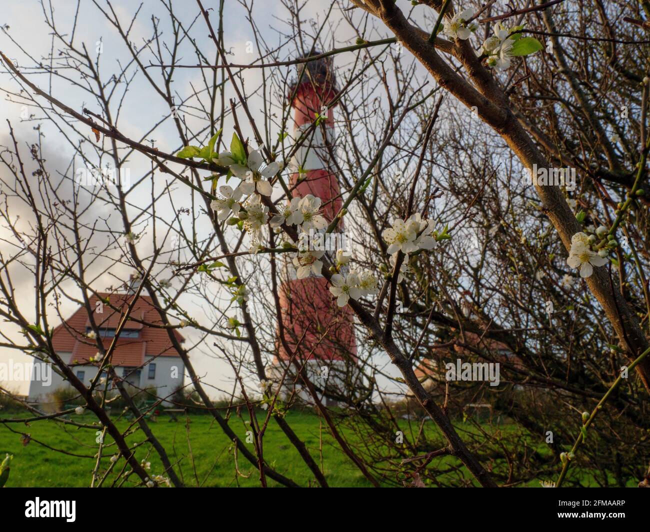 Arbusto fiorito, faro di Westerheversand, Parco Nazionale del Mare di Wadden, Patrimonio dell'Umanità dell'UNESCO, Schleswig-Holstein, Germania Foto Stock