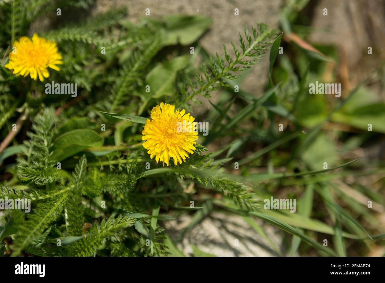 Giallo carino fiore di dente di leone Foto Stock