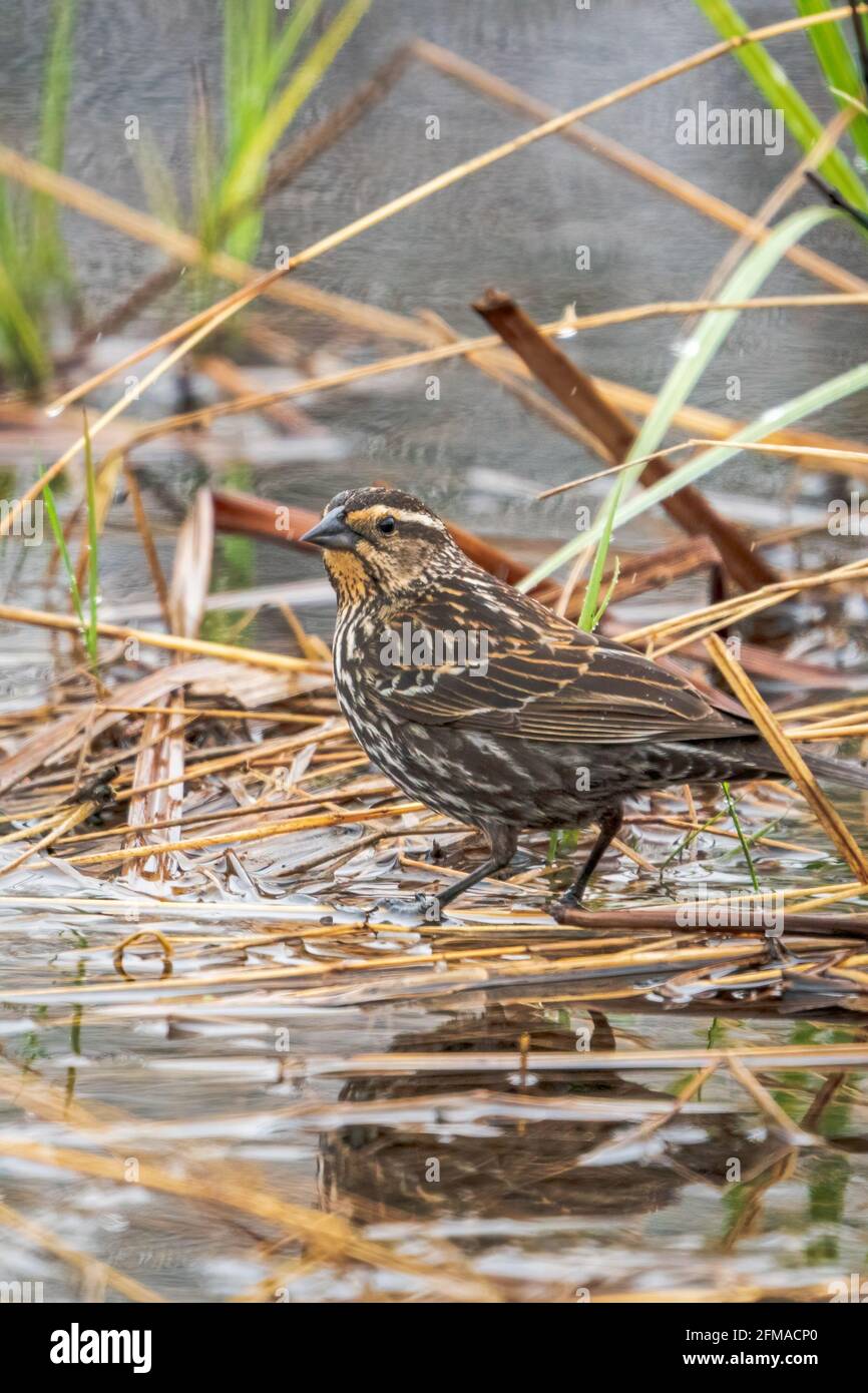 Una donna Red Winged Blackbird fotografata dalla mia auto che volava in un pomeriggio piovoso in una riserva naturale appena fuori da Sturgeon Bay Wisconsin. Foto Stock