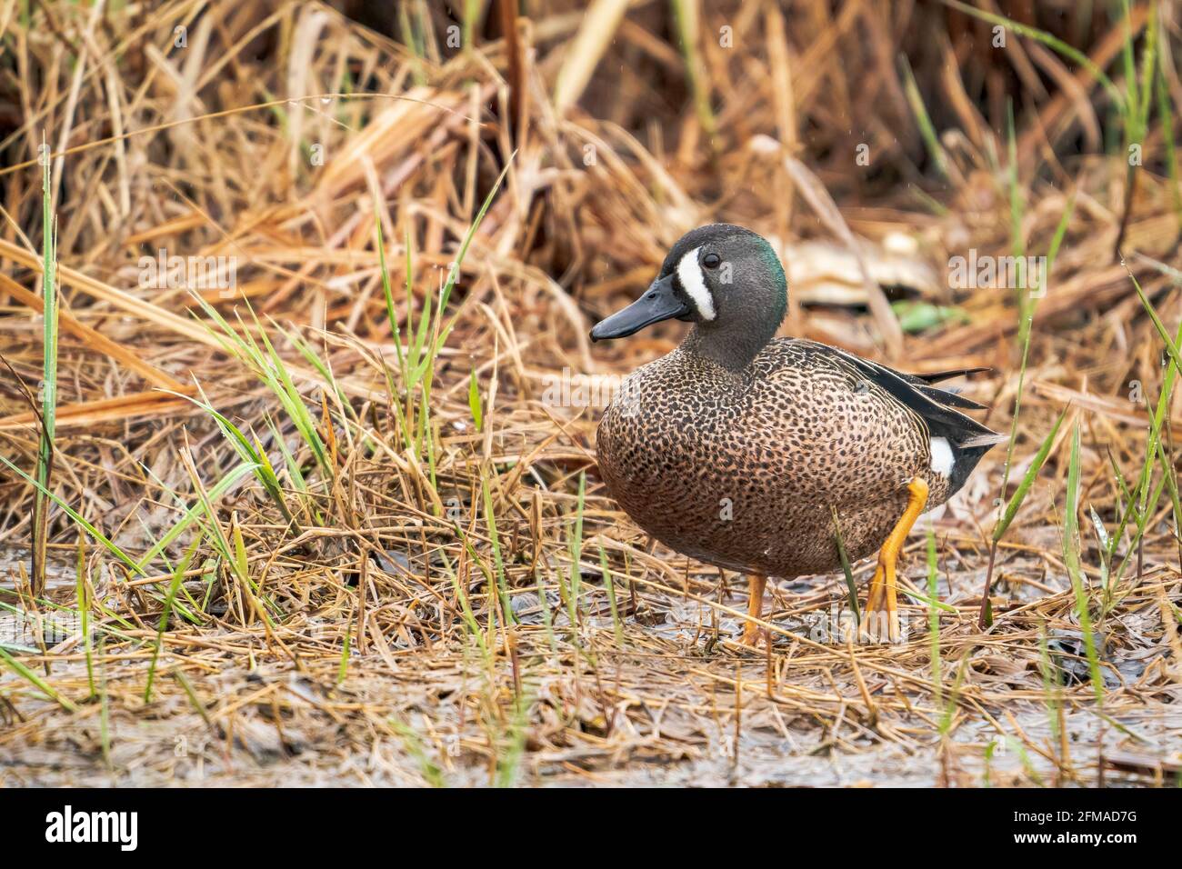 Un'anatra Blue Winged Teal fotografata in un pomeriggio piovoso in una riserva naturale vicino a Sturgeon Bay Wisconsin. Fotografato dalla mia tenda auto. Foto Stock