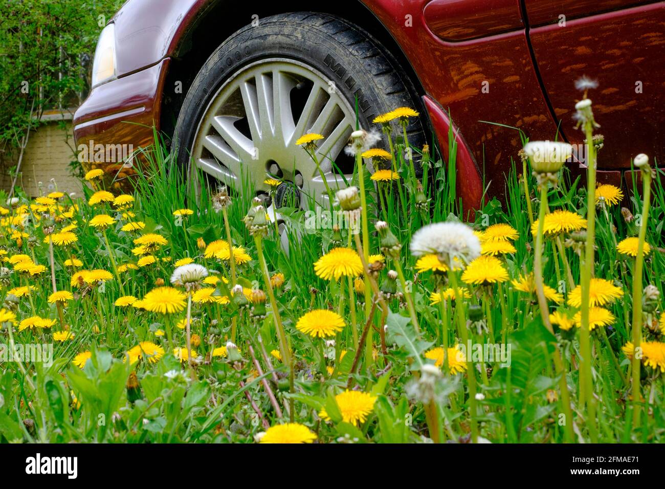 auto inutilizzata parcheggiata tra tappeti di giallo dandelioni taraxacum in giardino rurale presso la proprietà del villaggio Foto Stock