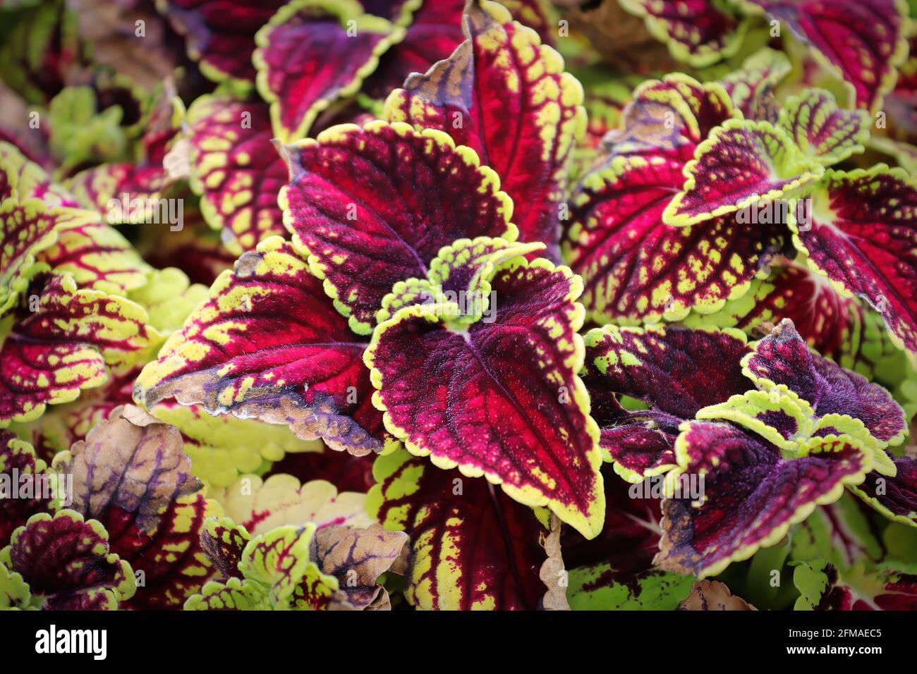 Closeup di foglie di coleo rosso e verde Foto Stock